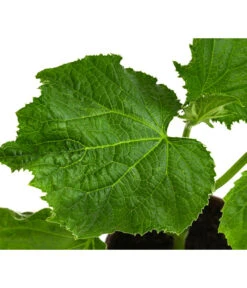 Bio Schlangengurke Im Pottburri®-Topf 7 Bio Schlangengurke Im Pottburri®-Topf -Garten Werk Zone 8611287 WE DE 001 BioPBSchlangengurke