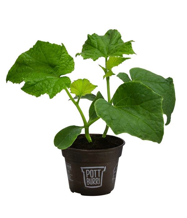 Bio Schlangengurke Im Pottburri®-Topf 4 Bio Schlangengurke Im Pottburri®-Topf – Bild 2