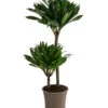 Drachenbaum - Dracaena Deremensis Compacta 2 Drachenbaum - Dracaena Deremensis Compacta -Garten Werk Zone 8612699 WE FS 001 DracaenaDeremensisCompactaZweitriebigT17