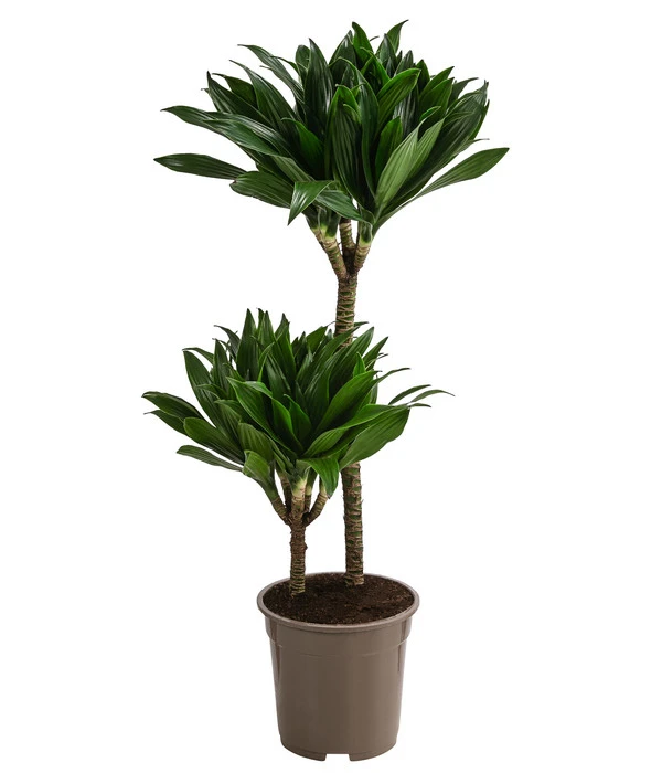 Drachenbaum - Dracaena Deremensis Compacta 3 Drachenbaum - Dracaena Deremensis Compacta