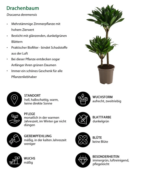 Drachenbaum - Dracaena Deremensis Compacta 4 Drachenbaum - Dracaena Deremensis Compacta – Bild 2