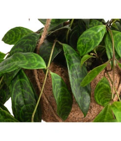 Kokodama-Ampel Gefleckte Schamblume - Aeschynanthus Marmoratus 5 Kokodama-Ampel Gefleckte Schamblume - Aeschynanthus Marmoratus -Garten Werk Zone 8627846 WE DE 002 KokodamaAeschynanthus