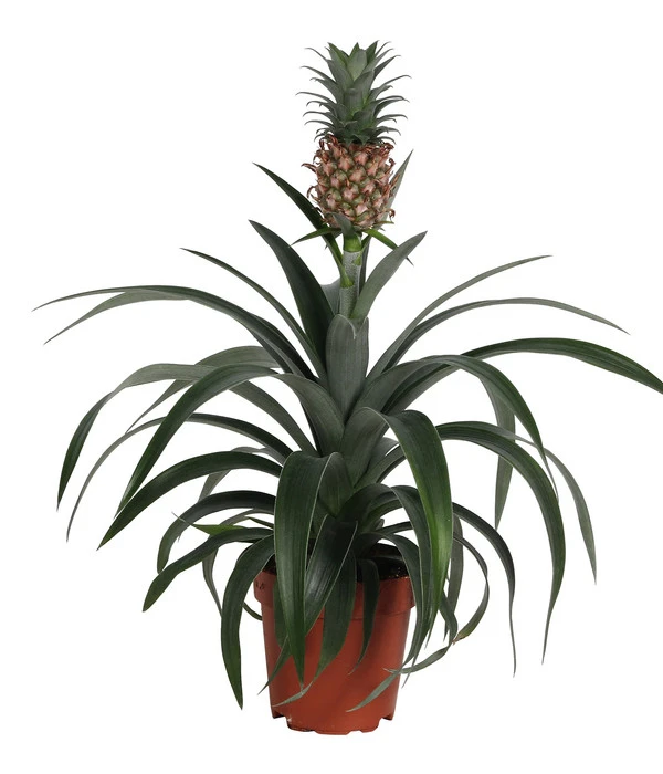 Ananaspflanze - Ananas Comosus 3 Ananaspflanze - Ananas Comosus