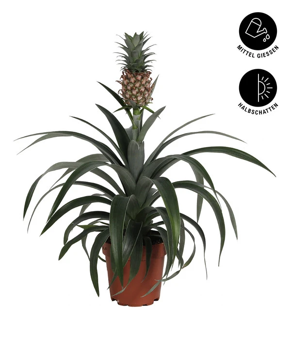Ananaspflanze - Ananas Comosus 4 Ananaspflanze - Ananas Comosus – Bild 2