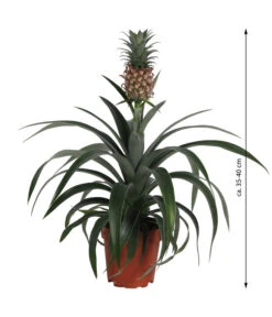 Ananaspflanze - Ananas Comosus 8 Ananaspflanze - Ananas Comosus -Garten Werk Zone 8627960 WE FS 003 Ananaspflanze