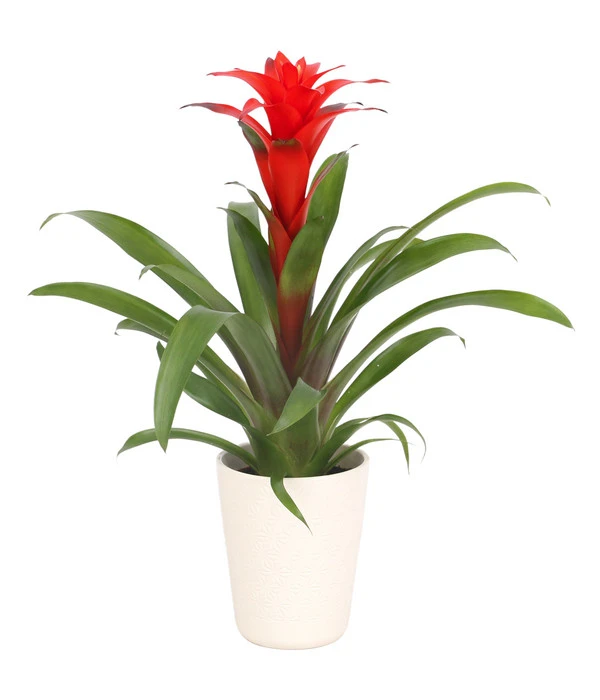 Guzmanie - Guzmania Calypso, In Keramik 3 Guzmanie - Guzmania Calypso, In Keramik