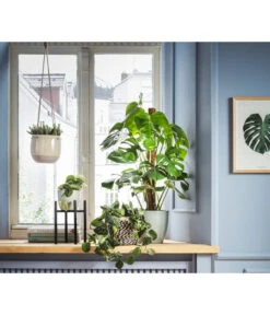 Felsendickblatt - Crassula Rupestris Subsp. Marnieriana 'Hottentot', Ampel 6 Felsendickblatt - Crassula Rupestris Subsp. Marnieriana 'Hottentot', Ampel -Garten Werk Zone 8652596 8519381 8626632 8461964 WE MO 002 CrassulaHottentotAmpelFensterblattMonsteraScindapsusPictusAmpelScindapsus