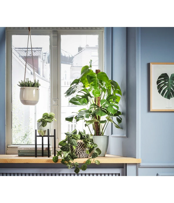 Felsendickblatt - Crassula Rupestris Subsp. Marnieriana 'Hottentot', Ampel 4 Felsendickblatt - Crassula Rupestris Subsp. Marnieriana 'Hottentot', Ampel – Bild 2