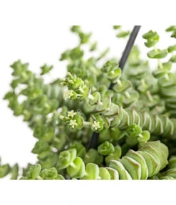 Felsendickblatt - Crassula Rupestris Subsp. Marnieriana 'Hottentot', Ampel 7 Felsendickblatt - Crassula Rupestris Subsp. Marnieriana 'Hottentot', Ampel -Garten Werk Zone 8652596 PR DE 001 CrassulaHottentotFelsenDickblattAmpelT14DehnerExpressHerzig