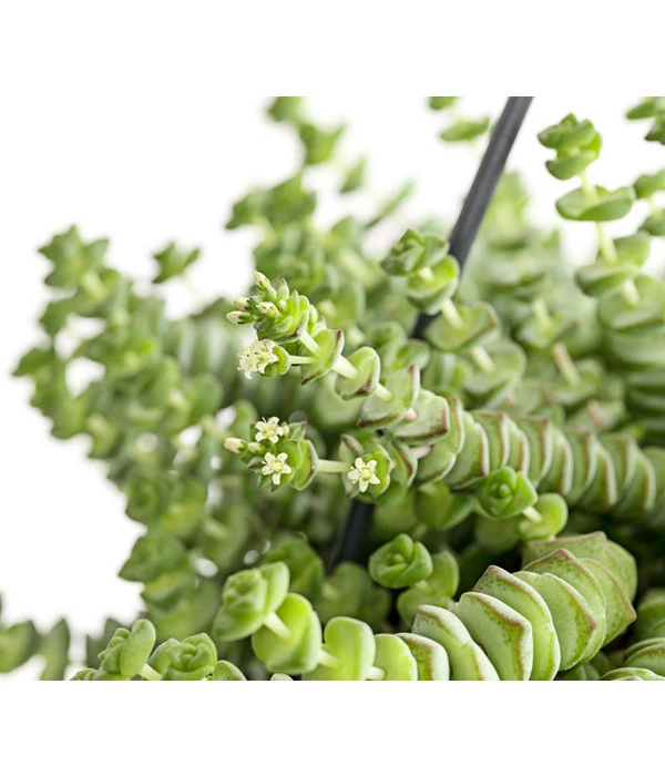 Felsendickblatt - Crassula Rupestris Subsp. Marnieriana 'Hottentot', Ampel 5 Felsendickblatt - Crassula Rupestris Subsp. Marnieriana 'Hottentot', Ampel – Bild 3