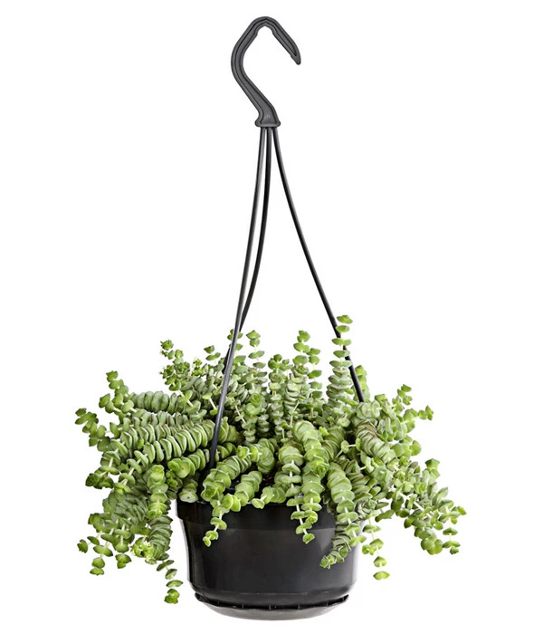 Felsendickblatt - Crassula Rupestris Subsp. Marnieriana 'Hottentot', Ampel 3 Felsendickblatt - Crassula Rupestris Subsp. Marnieriana 'Hottentot', Ampel