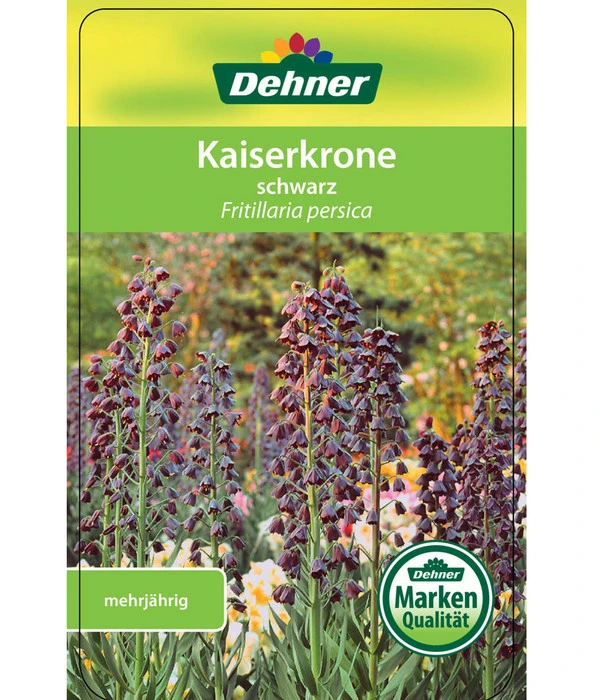 Persische Kaiserkrone 5 Persische Kaiserkrone – Bild 3