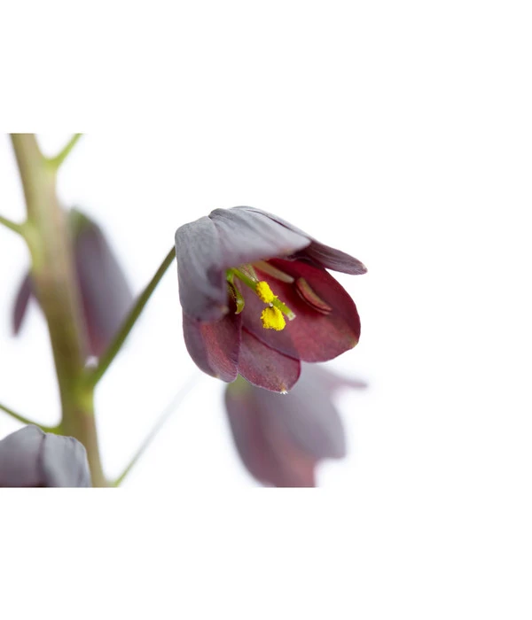 Persische Kaiserkrone 7 Persische Kaiserkrone – Bild 5