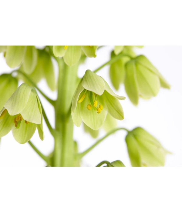 Persische Kaiserkrone 8 Persische Kaiserkrone – Bild 6