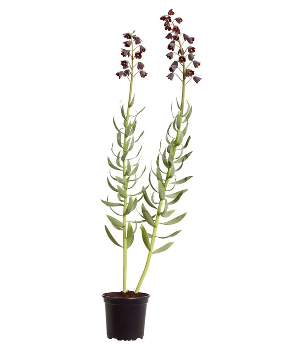 Persische Kaiserkrone 3 Persische Kaiserkrone