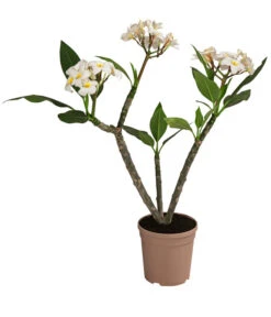 Ausgewählte Produkte 20 Frangipani - Plumeria Alba