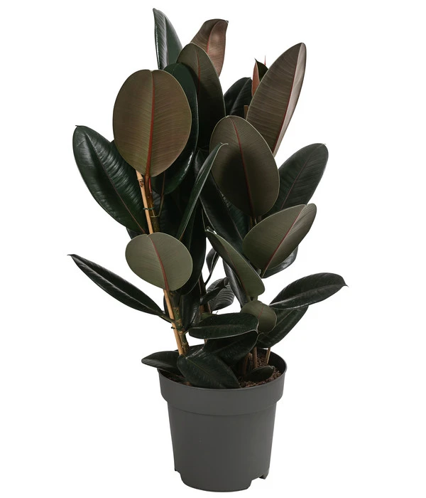 Gummibaum - Ficus Elastica 'Abidjan' 3 Gummibaum - Ficus Elastica 'Abidjan'