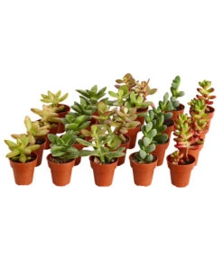 Ausgewählte Produkte 14 Mini Sukkulenten, Verschiedene Sorten