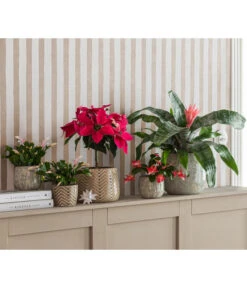 Lanzenrosette - Aechmea Fasciata 8 Lanzenrosette - Aechmea Fasciata -Garten Werk Zone 8731382 8225054 WE MO 001 PrincettiaStammT15