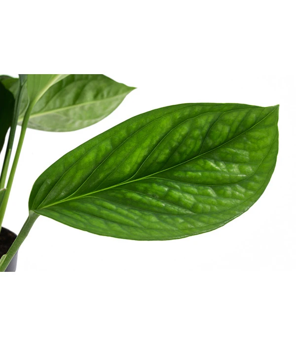 Fensterblatt - Monstera 'Pinnatipartita' 4 Fensterblatt - Monstera 'Pinnatipartita' – Bild 2