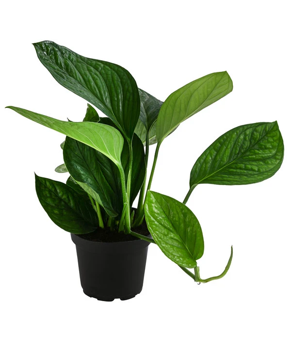 Fensterblatt - Monstera 'Pinnatipartita' 3 Fensterblatt - Monstera 'Pinnatipartita'