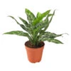 Kolbenfaden - Aglaonema 2 Kolbenfaden - Aglaonema -Garten Werk Zone 8738114 BildFS 001 AglaonemeAglaonemaMix