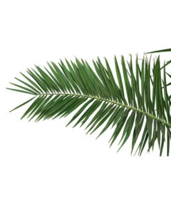 XXL Kanarische Dattelpalme, Ca. 170 Cm 7 XXL Kanarische Dattelpalme, Ca. 170 Cm -Garten Werk Zone 8753063 PR DE 001 XXLKanarischeDattelpalme70L