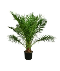 Ausgewählte Produkte 13 XXL Kanarische Dattelpalme, Ca. 170 Cm