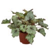 Blattbegonie - Begonia Rex-Hybride 'Asian Tundra'