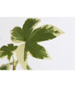 Efeuaralie - Fatshedera Lizei 'Variegata' 5 Efeuaralie - Fatshedera Lizei 'Variegata' -Garten Werk Zone 8775355 WE DE 001 EfeuaralieFatshederaVariegataDehner