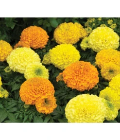 Studentenblume, Großblumig, Verschiedene Sorten 11 Studentenblume, Großblumig, Verschiedene Sorten -Garten Werk Zone 8807117 WE DE 002 AntiguaYellowMoonstruckDeepOrangeSyngenta