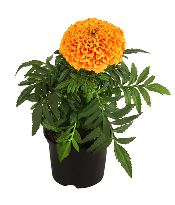 Studentenblume, Großblumig, Verschiedene Sorten 4 Studentenblume, Großblumig, Verschiedene Sorten – Bild 2