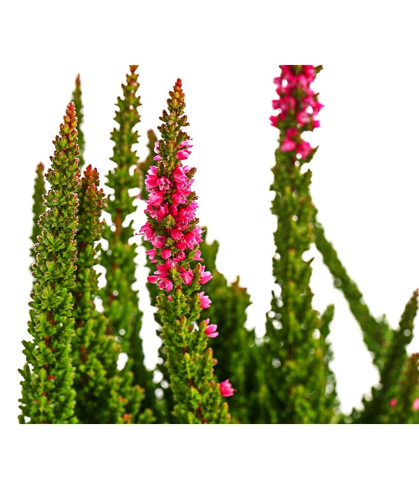 Knospenheide 'Skyline®' 7 Knospenheide 'Skyline®' – Bild 5