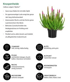 Knospenheide 'Skyline®' 10 Knospenheide 'Skyline®' -Garten Werk Zone 8810368 WE IG 001 Knospenheide