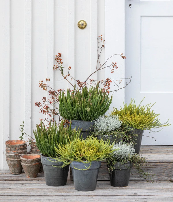 Knospenheide 'Skyline®' 5 Knospenheide 'Skyline®' – Bild 3