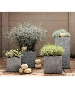 Zickzackstrauch 11 Zickzackstrauch -Garten Werk Zone 8811184 7084932 8805913 WE MO 001 Zickzackstrauch Gitterkraut Knospenheide