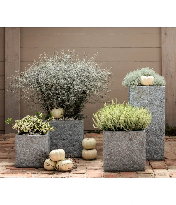 Zickzackstrauch 5 Zickzackstrauch – Bild 3