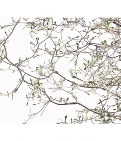 Zickzackstrauch 15 Zickzackstrauch -Garten Werk Zone 8811184 WE DE 001 CorokiaCotoneasterZickzackstrauchT12DehnerExpressHerzig