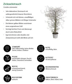 Zickzackstrauch 14 Zickzackstrauch -Garten Werk Zone 8811184 WE IG 001 CorokiaCotoneasterZickzackstrauchT12DehnerExpressHerzig