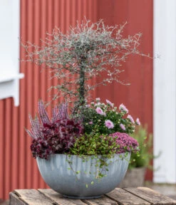 Zickzackstrauch 12 Zickzackstrauch -Garten Werk Zone 8811184 WE MO 001 Herbstarrangement