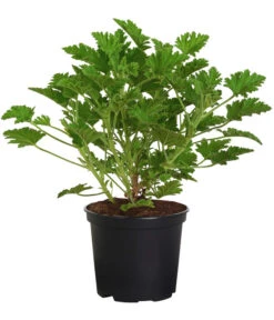 Duftgeranie, Verschiedene Sorten