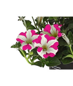 Hängepetunie 'Pink Heart®' 7 Hängepetunie 'Pink Heart®' -Garten Werk Zone 8814899 WE DE 001 HaengepetuniePinkHeart