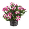 Hängepetunie 'Pink Heart®' 2 Hängepetunie 'Pink Heart®' -Garten Werk Zone 8814899 WE FS 001 HaengepetuniePinkHeart