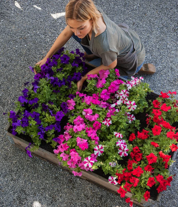 Hängepetunie 'Pink Heart®' 4 Hängepetunie 'Pink Heart®' – Bild 2