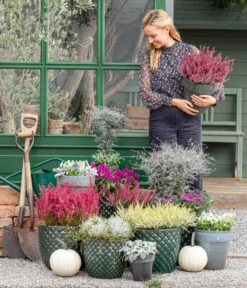 Zickzackstrauch 13 Zickzackstrauch -Garten Werk Zone 8815763 WE MO 001 MuecaGitterkrautMuehlenbeckia