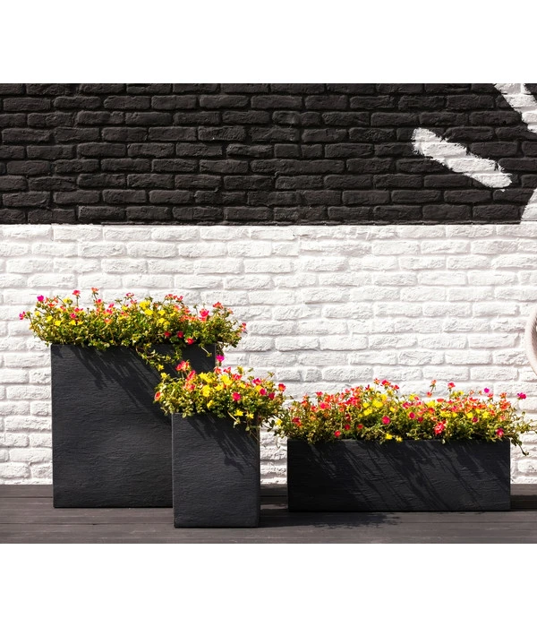 Portulakröschen 8 Portulakröschen – Bild 6