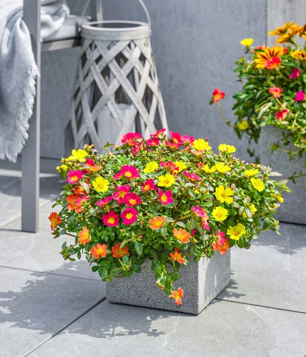 Portulakröschen 6 Portulakröschen – Bild 4