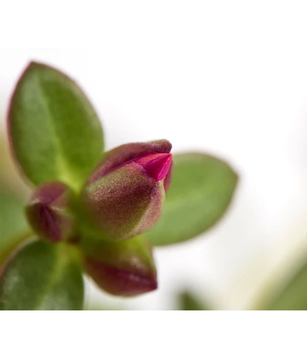 Portulakröschen 9 Portulakröschen – Bild 7