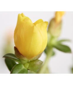 Portulakröschen 18 Portulakröschen -Garten Werk Zone 8817199 WE DE 003 PortulacaUmbraticolaT11