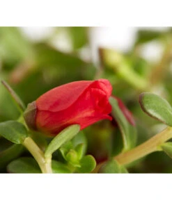 Portulakröschen 19 Portulakröschen -Garten Werk Zone 8817199 WE DE 004 PortulacaUmbraticolaT11